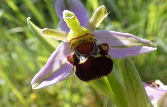 Bee orchid Sean McHugh